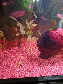 Cryptocoryne wendtii