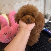 Barboncino toy di 7 mesi