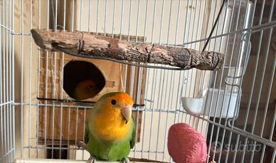 Pappagalli inseparabili