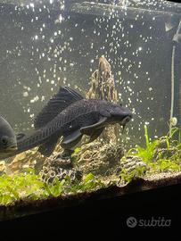 Pesce pulitore Pleco / Ancistrus - grande e sano