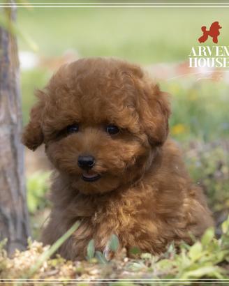 Barboncino mini toy certificato