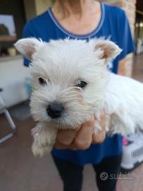 West Highland White Terrier