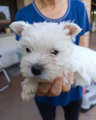 West Highland White Terrier
