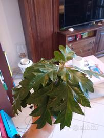 Cisso in vaso diametro 5,5 cm