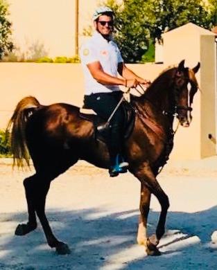 Cavallo Arabo