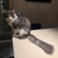 Disponibilita'gatto main coon per accoppiamento