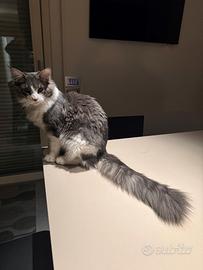 Disponibilita'gatto main coon per accoppiamento