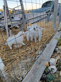 Pastore abruzzese