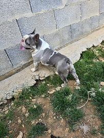 Bulldog (bouledoghe) francese maschio