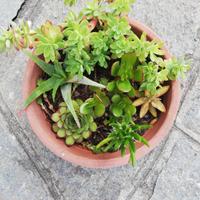 Composizione di piante grasse 