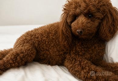 Barboncino toy red con pedigree enci
