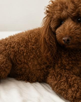 Barboncino toy red con pedigree enci