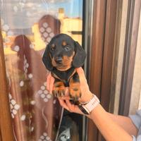 Cuccioli di bassotto nero focato e fulvo