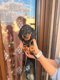 Cuccioli di bassotto nero focato e fulvo