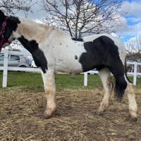 Cavallo da passeggiata