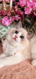 Femminuccia RAGDOLL pedigree AGI