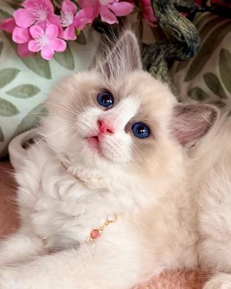 Femminuccia RAGDOLL pedigree AGI