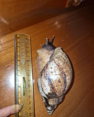 Lumaca gigante africana