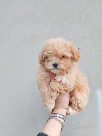 Barboncino Maltipoo Mini Toy Maschio