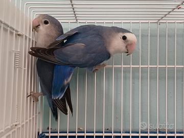 Inseparabili Roseicollis coppia