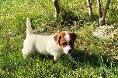 Jack Russell cuccioli con pedigree