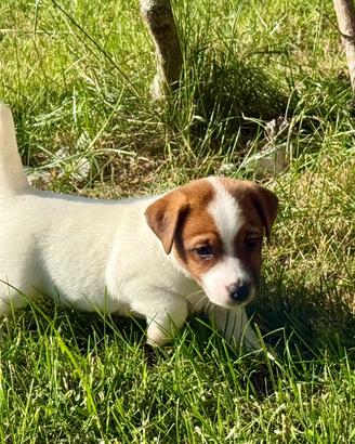 Jack Russell cuccioli con pedigree