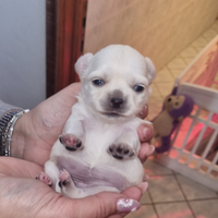 Cuccioli di chihuahua toy
