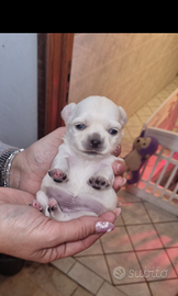 Cuccioli di chihuahua toy
