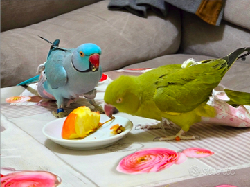 Parrocchetti dal collare