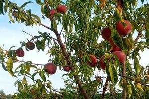 Terra agricola Savignano sul Rubicone