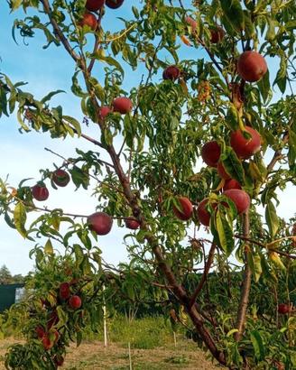Terra agricola Savignano sul Rubicone