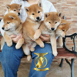 Cuccioli di shiba inu con pedigree