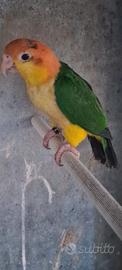 Caicco fianchi gialli