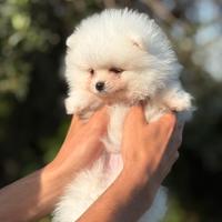 Cuccioli di spitz pomerania tedesco nano