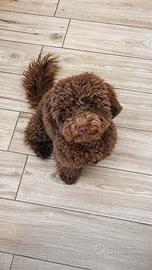 Barboncino per accoppiamento