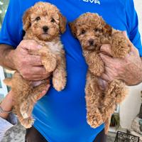 Cuccioli di Barboncino Nano