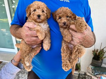 Cuccioli di Barboncino Nano