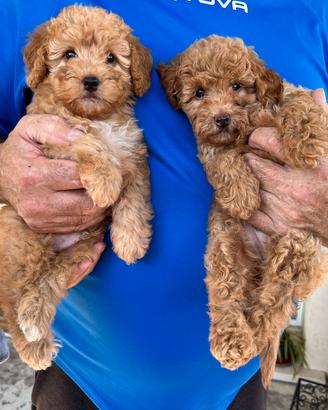 Cuccioli di Barboncino Nano