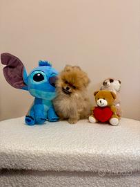 Spitz di Pomerania Mini Toy (max 2/3 kg da adulto)