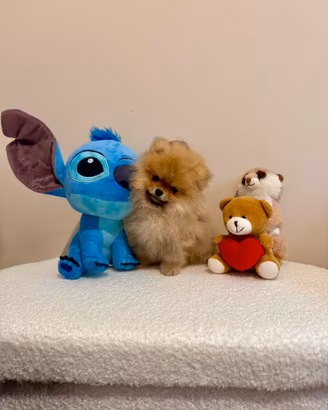 Spitz di Pomerania Mini Toy (max 2/3 kg da adulto)