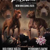 Disponibili cuccioli