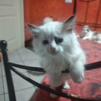 Cuccioli ragdoll