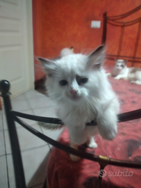 Cuccioli ragdoll