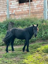Percheron francesese