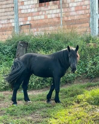 Percheron francesese