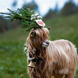Becco biondo dell adamello