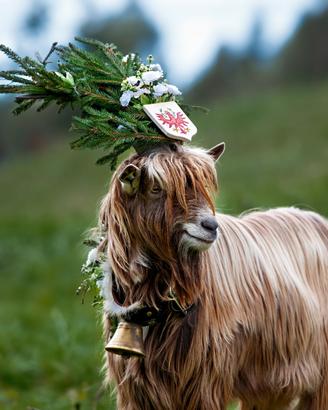 Becco biondo dell adamello