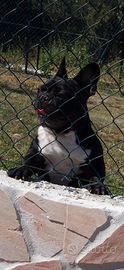 Bulldog francese maschio bringee
