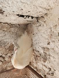 Pavone bianco