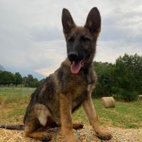 Pastore tedesco grigione